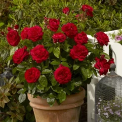 'Capricia Renaissance®' Shrub Rose