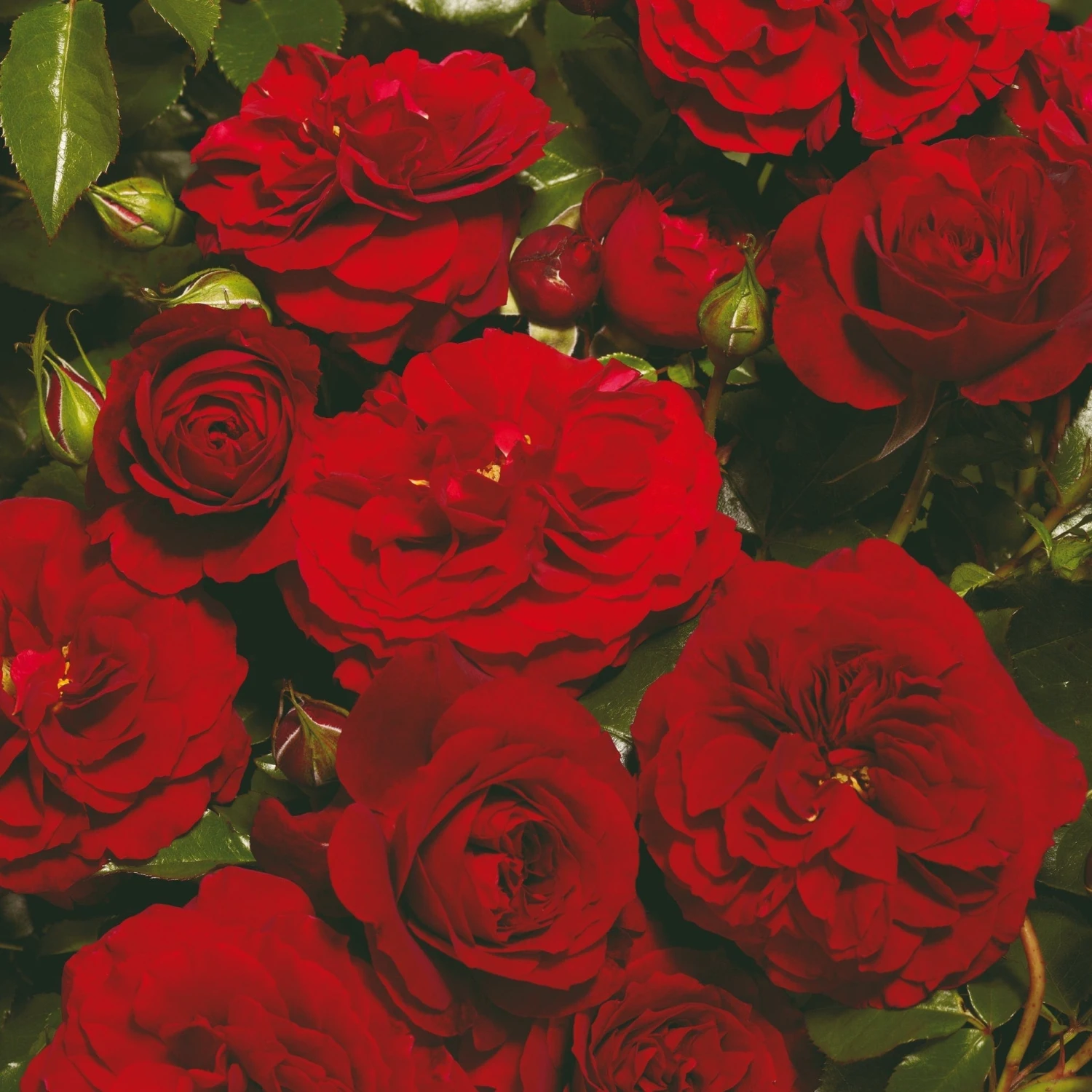 'Farruca Courtyard®' Climbing Rose 1 'Farruca Courtyard®' Climbing Rose