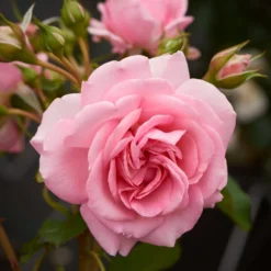 'Mamma Mia Courtyard®' Climbing Rose