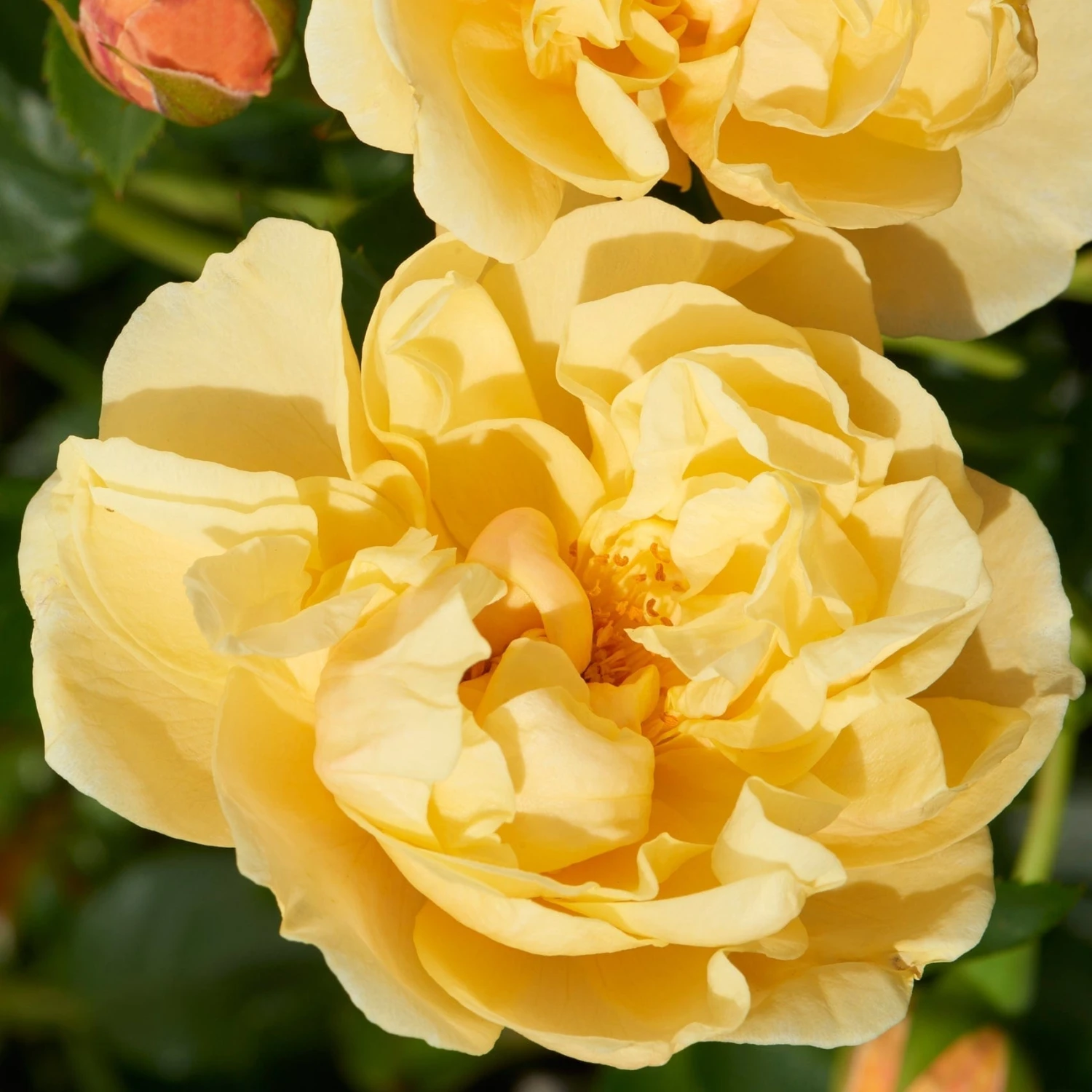 'Mapale Courtyard®' Climbing Rose 1 'Mapale Courtyard®' Climbing Rose