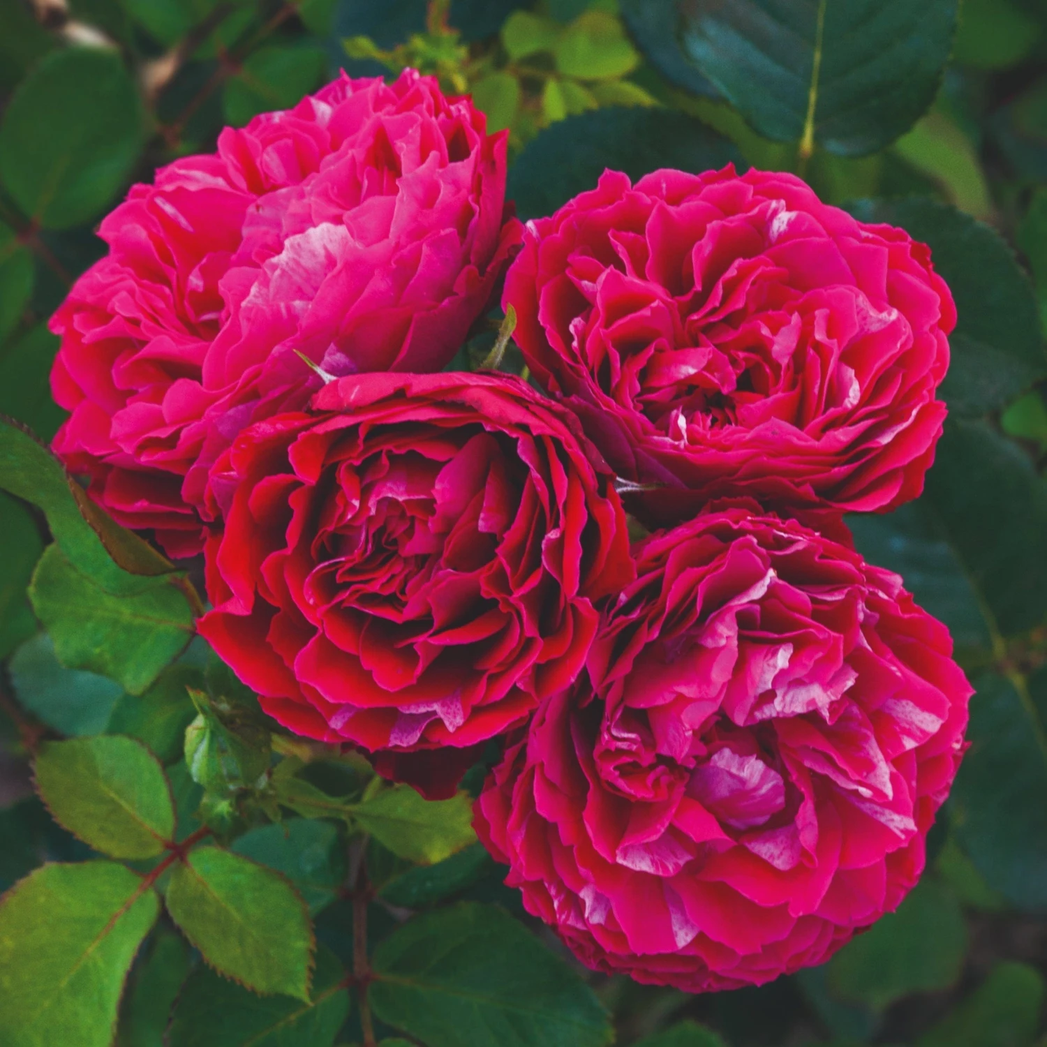 'Raspberry Ripple®' Shrub Rose 1 'Raspberry Ripple®' Shrub Rose