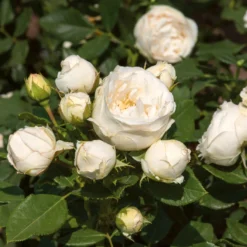 'Lenka Fraylaยฎ' Shrub Rose