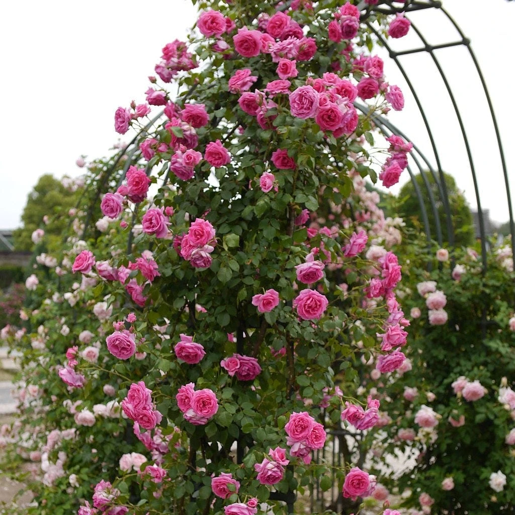 Repeat Flowering Climbing Rose Collection 2 Repeat Flowering Climbing Rose Collection - Image 2