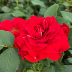 'Jewel In The Crown®' Shrub Rose