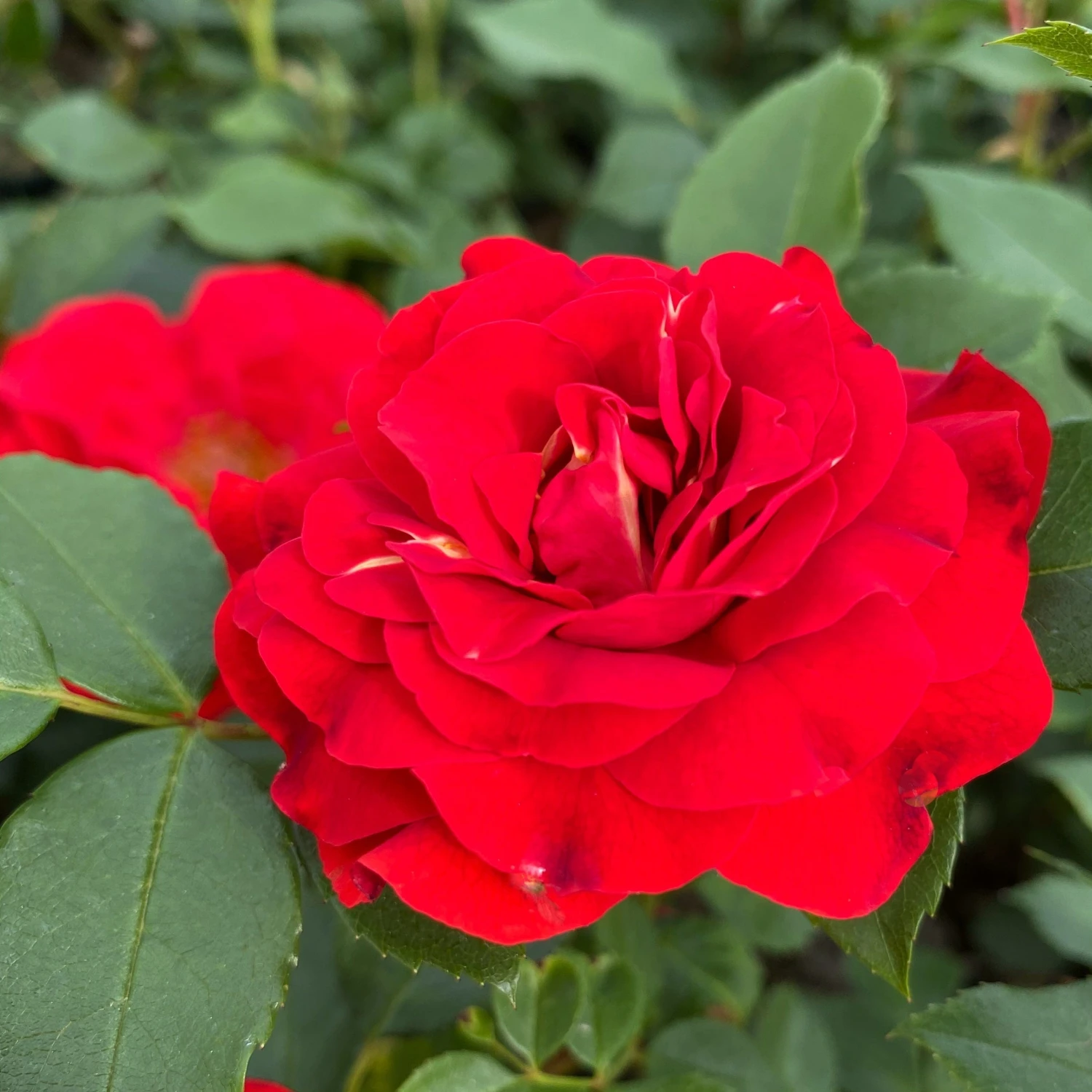 'Jewel In The Crown®' Shrub Rose 1 'Jewel In The Crown®' Shrub Rose