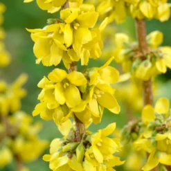 Best Mixed Coastal Hedging | Growers' Choice -Cheap Sprout Bower Store SHR0170 2 fde99b14 469a 4421 bfc4 bb3b9d44308d