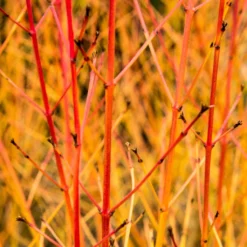 Livestock Friendly Farm Hedging | Growers' Choice | BN11 Compliant 13 Livestock Friendly Farm Hedging | Growers' Choice | BN11 Compliant -Cheap Sprout Bower Store SHR0205 1 acb46d59 63e6 4f13 9f3c da245b8922f1