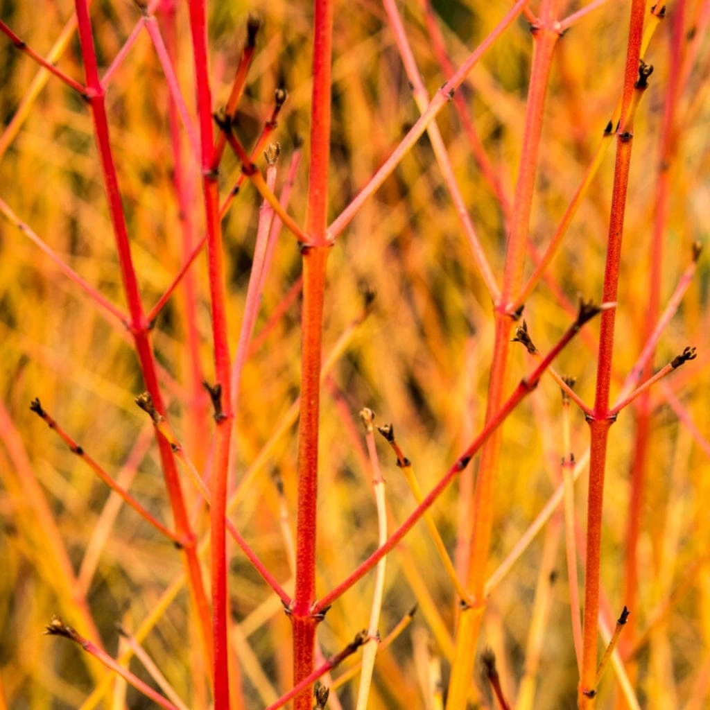 Livestock Friendly Farm Hedging | Growers' Choice | BN11 Compliant 6 Livestock Friendly Farm Hedging | Growers' Choice | BN11 Compliant - Image 6