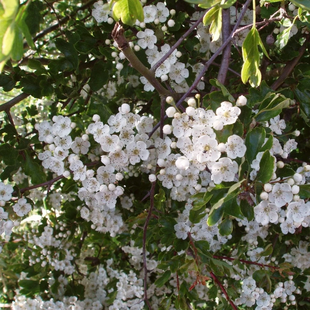 Livestock Friendly Farm Hedging | Growers' Choice | BN11 Compliant 2 Livestock Friendly Farm Hedging | Growers' Choice | BN11 Compliant - Image 2