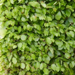 Livestock Friendly Farm Hedging | Growers' Choice | BN11 Compliant 12 Livestock Friendly Farm Hedging | Growers' Choice | BN11 Compliant -Cheap Sprout Bower Store SHR0215 3 74598a1b 4eb7 40ef b021 bf2ac4af8c5e