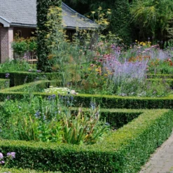 Common Yew | Taxus Baccata 12 Common Yew | Taxus Baccata -Cheap Sprout Bower Store SHR0261 3