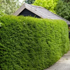 Best Evergreen Hedging Plants | Growers' Choice