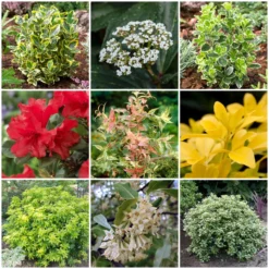 Best Small Evergreen Shrubs