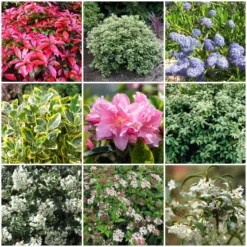 Best Evergreen Shrubs