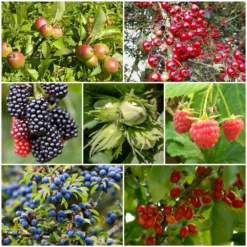 A Completely Edible Hedge | 3/5/10/20m Packs