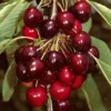 'Sasha' Cherry Tree