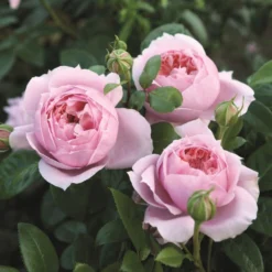 'SchΓΆhne Maid' Hybrid Tea Rose