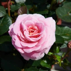 'Palace Tabor' Patio Shrub Rose