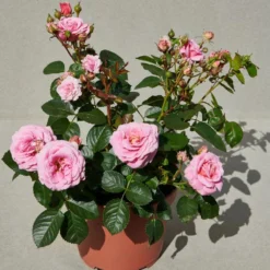 'Palace Tabor' Patio Shrub Rose 7 'Palace Tabor' Patio Shrub Rose -Cheap Sprout Bower Store Tabor Palace Poulpal104 N 3