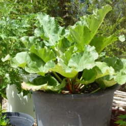 Full Season Rhubarb Collection 7 Full Season Rhubarb Collection -Cheap Sprout Bower Store VEG0179 1 f41e58e5 b8bc 4803 a43e 1691f170b061