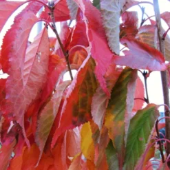 Flagpole Cherry Blossom Tree | Prunus Amanogawa 12 Flagpole Cherry Blossom Tree | Prunus Amanogawa -Cheap Sprout Bower Store amanogawaautumn