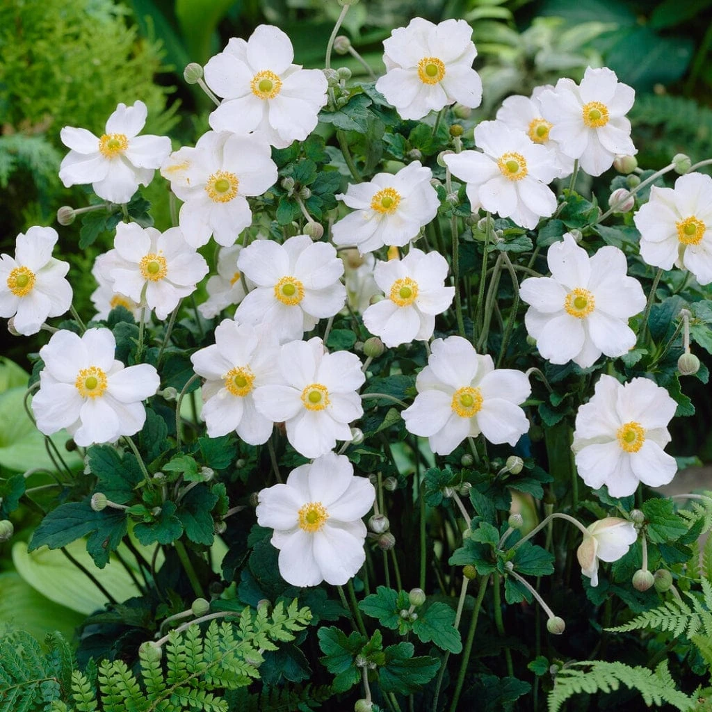 Anemone 'Honorine Jobert' 1 Anemone 'Honorine Jobert'