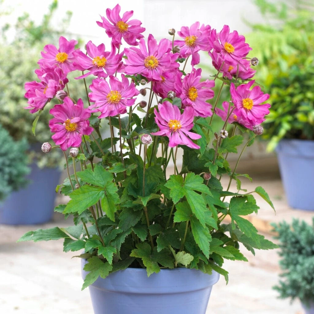 Anemone 'Prinz Heinrich' 1 Anemone 'Prinz Heinrich'