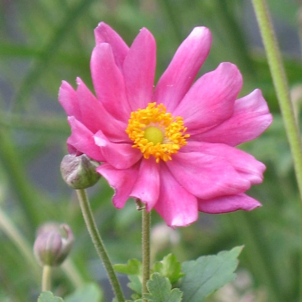 Anemone 'Prinz Heinrich' 2 Anemone 'Prinz Heinrich' - Image 2