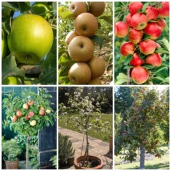 Cheap Sprout Bower Store 10 Best Apple Trees For Any Purpose | Growers' Choice