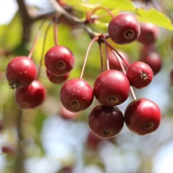 'Sun Rival' Crabapple Tree 7 'Sun Rival' Crabapple Tree -Cheap Sprout Bower Store berries 4380182 960 720
