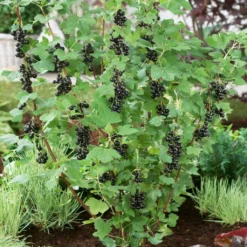 Big Ben Blackcurrant Bush -Cheap Sprout Bower Store bigben 2