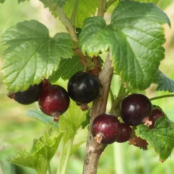 Big Ben Blackcurrant Bush -Cheap Sprout Bower Store bigben 3