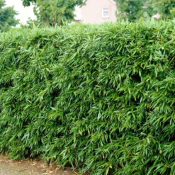 Green Bamboo | Phyllostachys Bisettii 6 Green Bamboo | Phyllostachys Bisettii -Cheap Sprout Bower Store bissetiibamboo 2