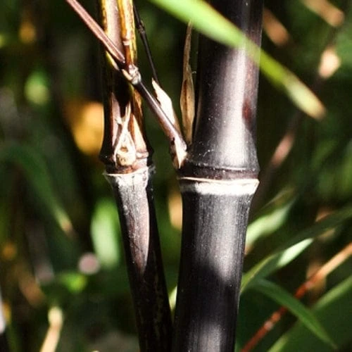 Black Bamboo | Phyllostachys Nigra 4 Black Bamboo | Phyllostachys Nigra - Image 4