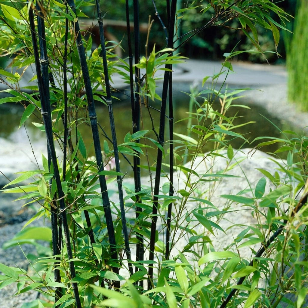 Black Bamboo | Phyllostachys Nigra 2 Black Bamboo | Phyllostachys Nigra - Image 2