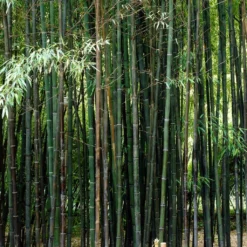 Black Bamboo | Phyllostachys Nigra 7 Black Bamboo | Phyllostachys Nigra -Cheap Sprout Bower Store blackbamboo 5