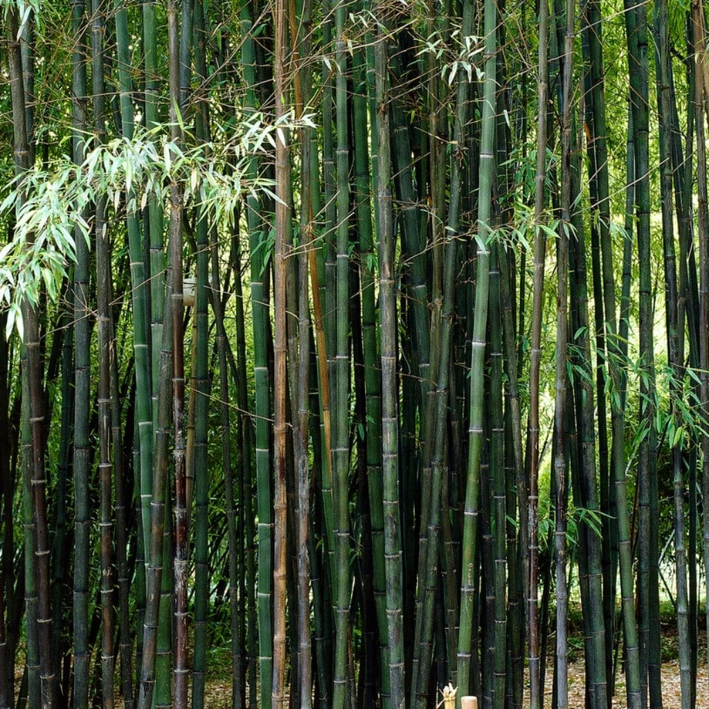 Black Bamboo | Phyllostachys Nigra 3 Black Bamboo | Phyllostachys Nigra - Image 3