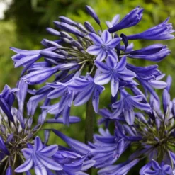 Agapanthus 'Stardust' | 3L