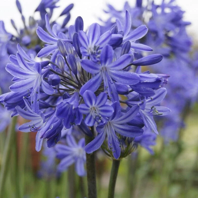 Agapanthus 'Star Quality' | 7.5L 1 Agapanthus 'Star Quality' | 7.5L