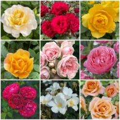 Shrub Rose Collection | Roses For The Border