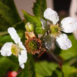 Boysenberry Bush | Rubus 9 Boysenberry Bush | Rubus -Cheap Sprout Bower Store boysenberry 4