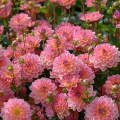 Dahlia 'Pacific View' 5 Dahlia 'Pacific View' -Cheap Sprout Bower Store brer09906