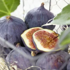 UK Hardy Fig Tree | 'Brown Turkey' 8 UK Hardy Fig Tree | 'Brown Turkey' -Cheap Sprout Bower Store brownturkeyfigs