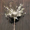 The Bride Cherry Blossom Tree | Prunus Incisa