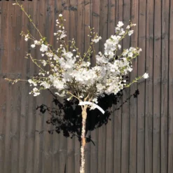 New Products 20 The Bride Cherry Blossom Tree | Prunus Incisa