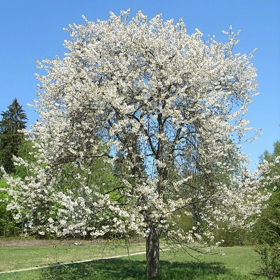 Chocolate Ice' Cherry Blossom Tree | Prunus 'Matsumae-fuki' 1 Chocolate Ice' Cherry Blossom Tree | Prunus 'Matsumae-fuki'