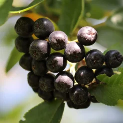 Unusual Berry Collection -Cheap Sprout Bower Store chokeberries