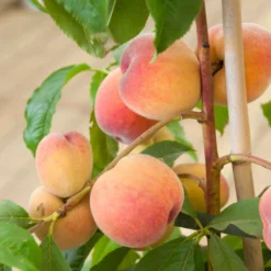 'Duke Of York' Peach Tree