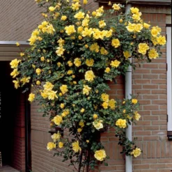 Repeat Flowering Climbing Rose Collection 9 Repeat Flowering Climbing Rose Collection -Cheap Sprout Bower Store elbo03964 gardeners glory 2f988433 e4b9 4626 9a46 4bf123470df9