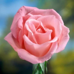 'Saphir' Shrub Rose 6 'Saphir' Shrub Rose -Cheap Sprout Bower Store elbo58827 saphir